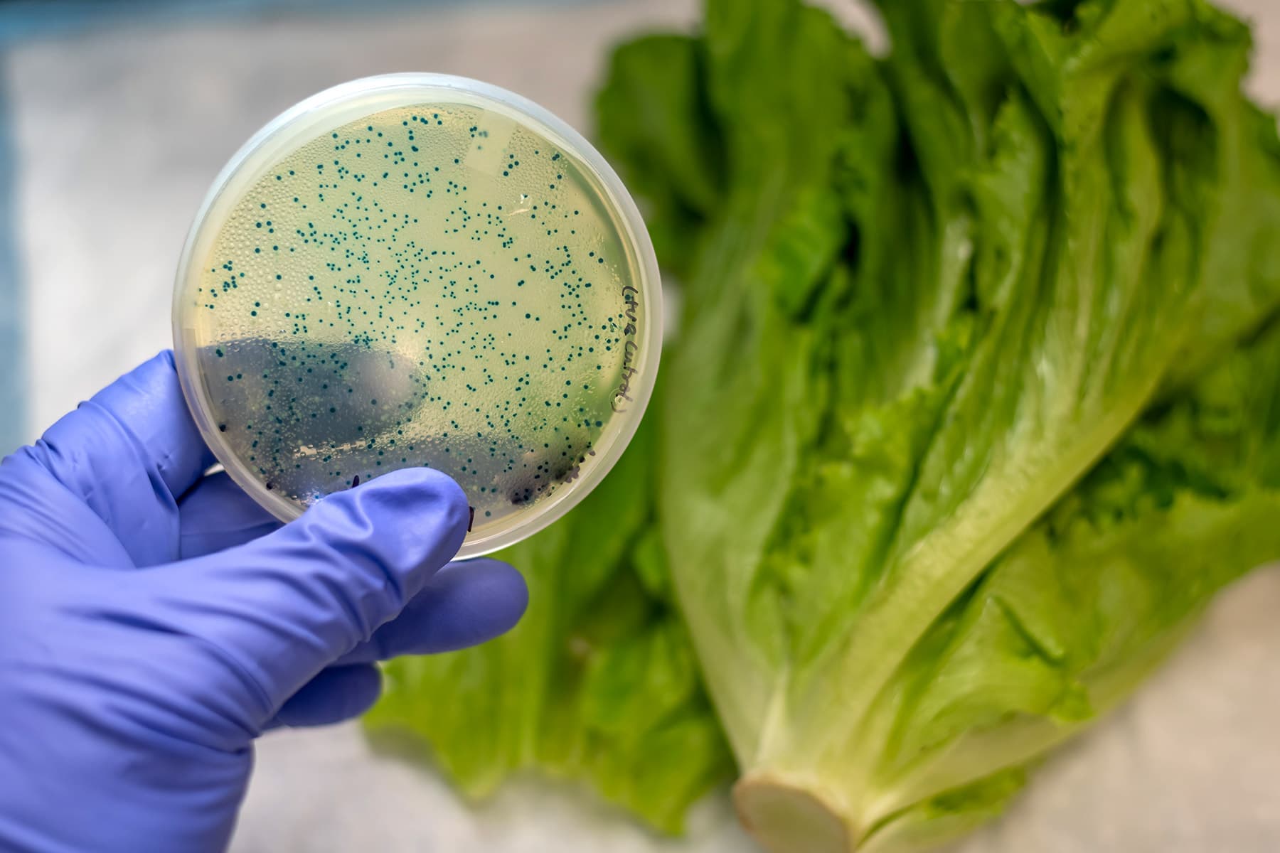 More cases of E. Coli outbreak linked to Wendy's Restaurant Salad